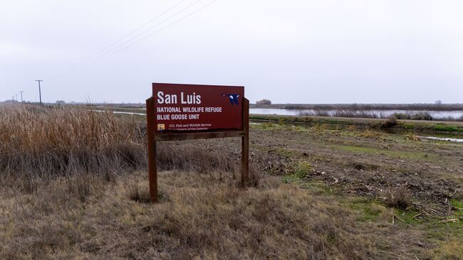 Blue Goose Sign.jpeg